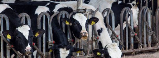 Systemy żywienia bydła mlecznego