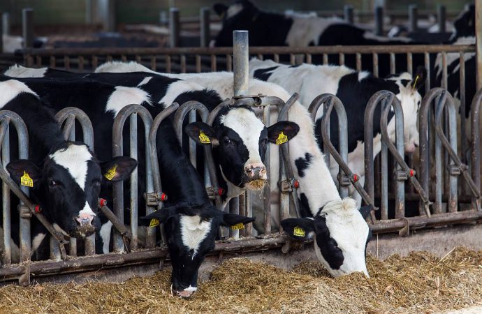 Systemy żywienia bydła mlecznego